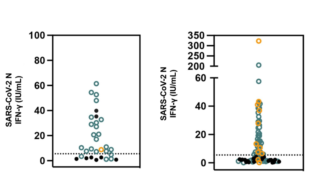 Rutgers Research Provides Insight into COVID-19 Immunity.